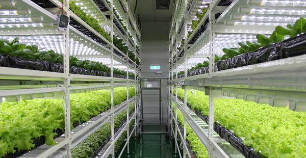 Hazai LED mezőgazdasági világítási termékek külföldi elindítása
