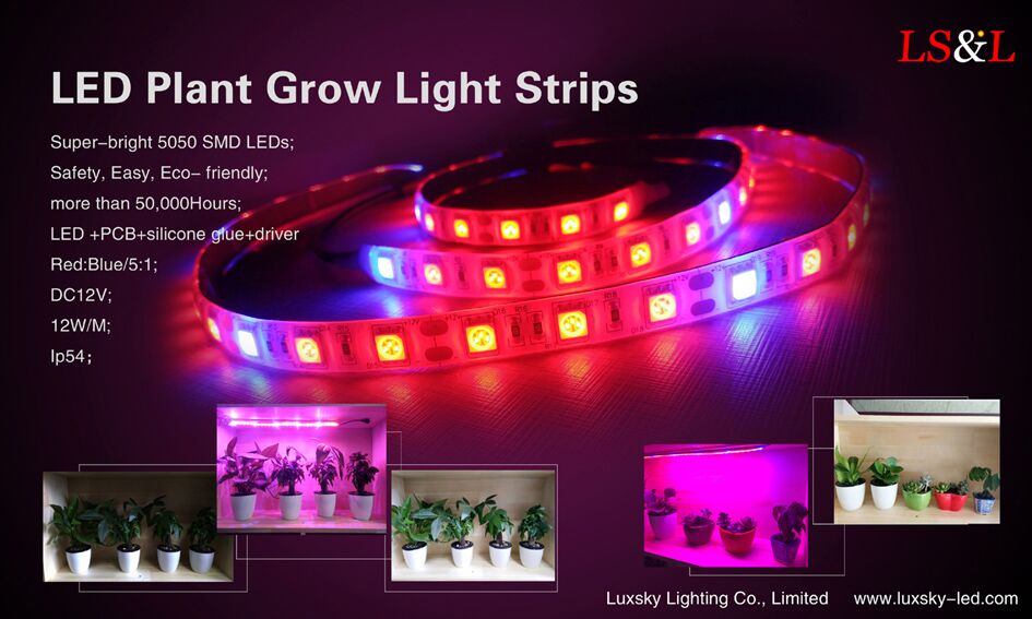 Új fejlemények a LED üzem fényforrás világító kutatási és fejlesztési