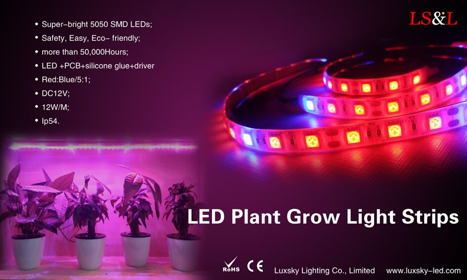 Mekkora a különbség a led kristály tál és led chipek?